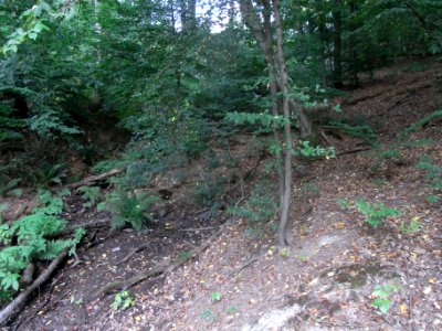 Michelbach Zufluss 24848294 ober Waldweg R0018829