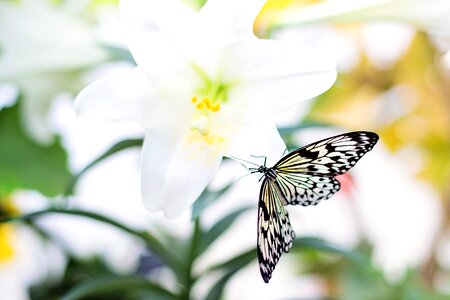 Flower butterfly on flower spring