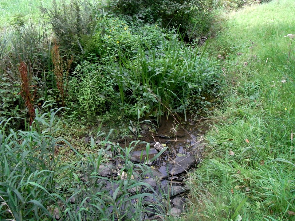 Michelbach km 3,8 Aufweitung R0019109