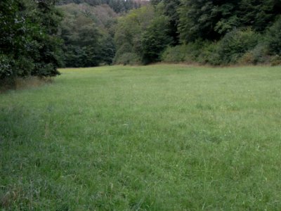 Michelbach km 3,8 Wiese oberhalb R0019126