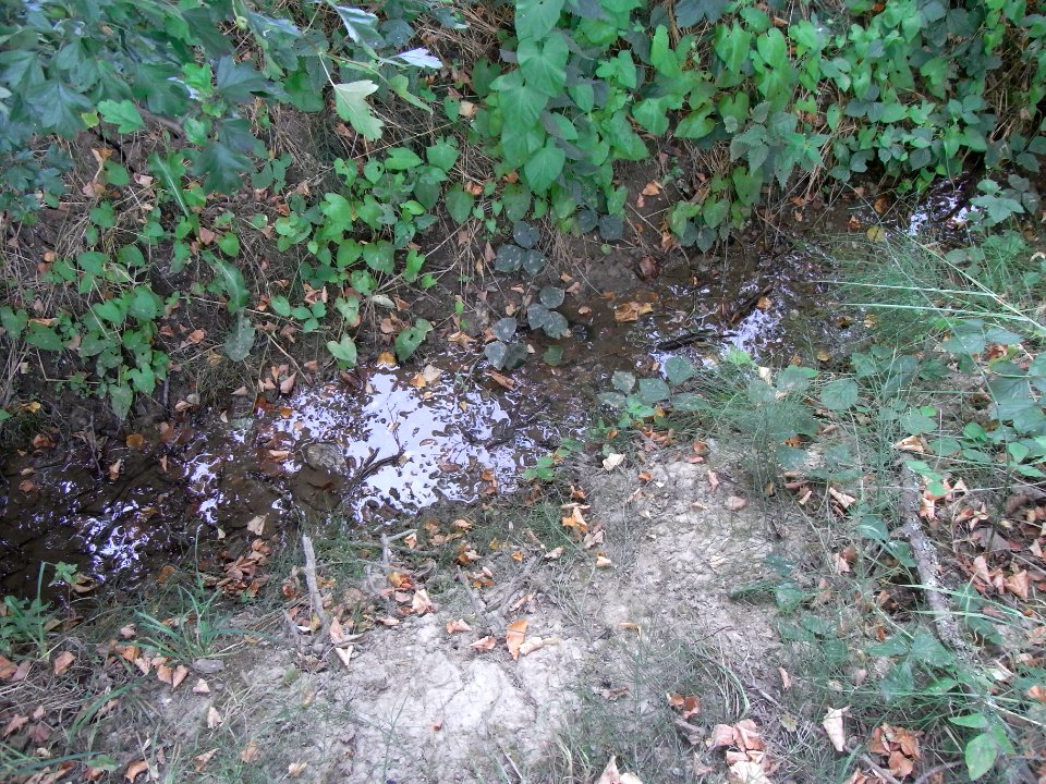 Michelbach Lindengraben an den Sauerwiesen R0018433