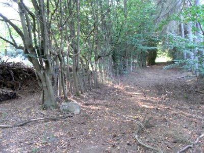 Michelbach obere Teiche Hainbuchenhecke R0020222