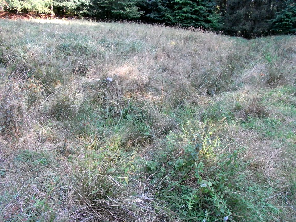 Michelbach in Quellwiese ober Knick vom Wald R0020192