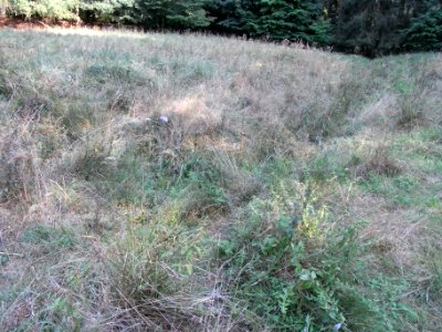 Michelbach in Quellwiese ober Knick vom Wald R0020192
