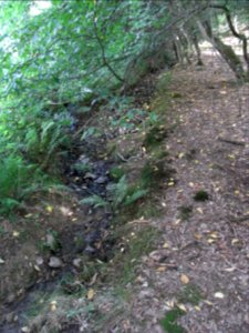 Michelbach Graben 24848294 im Wald Zusammenfluss R0018876