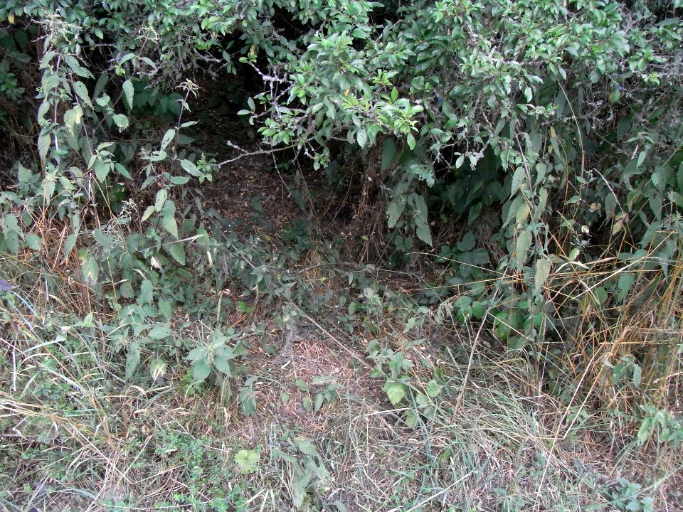 Michelbach Graben 24848294 im Wald an Wiese Weg R0018894