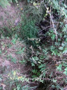 Michelbach Zufluss Engelseifen Mündung R0019936