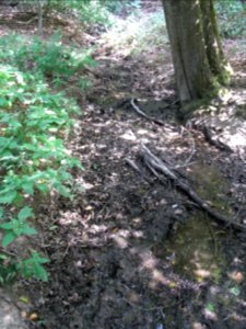 Michelbach Zufluss Dieflus Bachbett R0018745