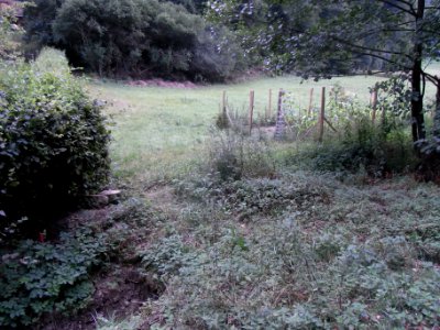 Michelbach Graben 24848294 im Wald von außen R0018889