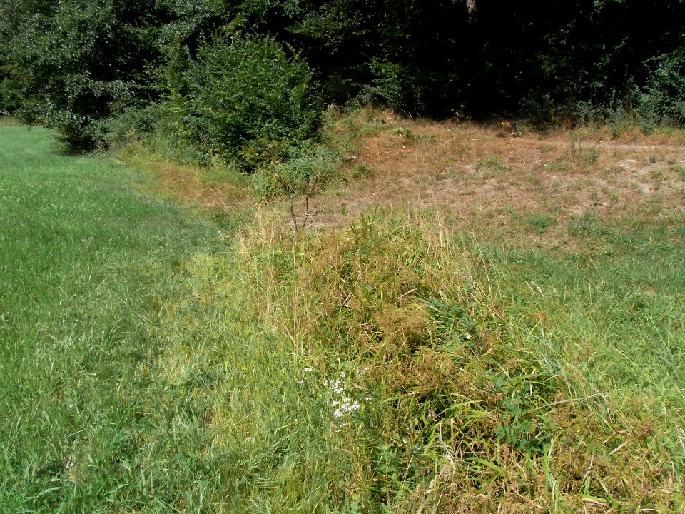 Michelbach Graben 24848294 verlässt Waldrand R0018902