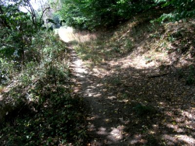 Michelbach Graben 24848294 im Wald an Wiese Weg R0018891