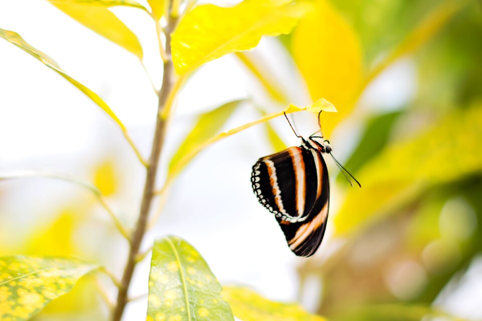 Insect striped spring