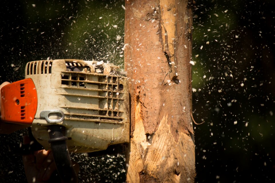 Building wood shavings