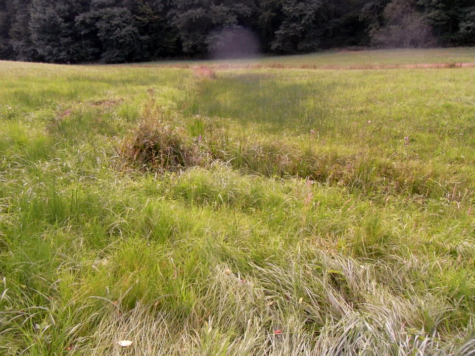Michelbach Graben 24848294 Zufluss Knick R0018908