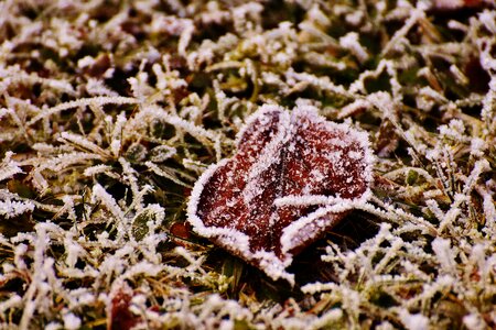 Ice frozen iced