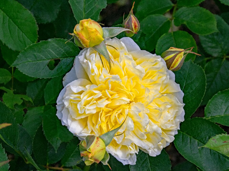 Flowers yellow white