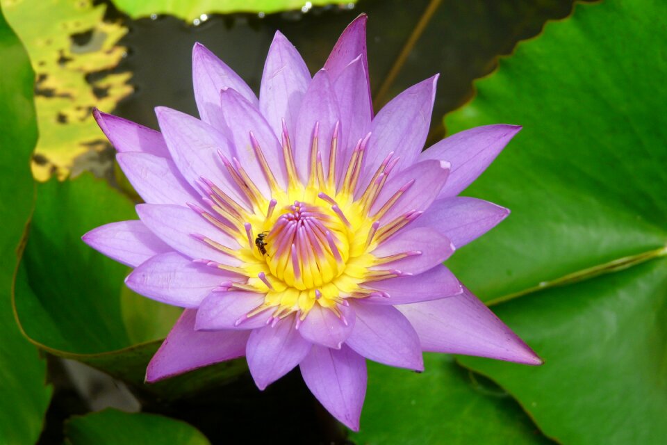 Yellow aquatic plant teichplanze