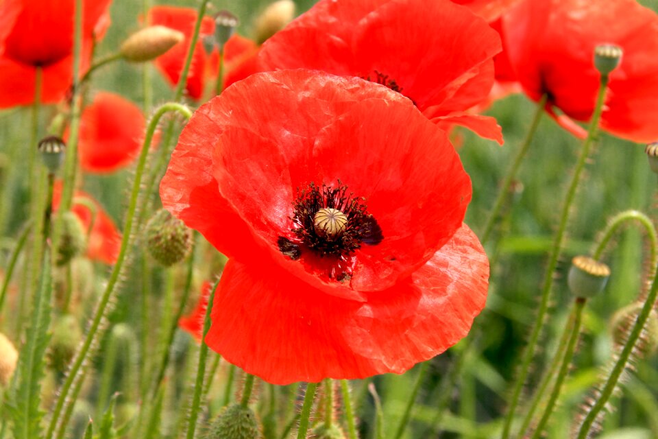 Field of poppies field red