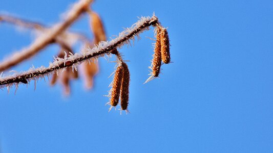 Winter frost ripe photo