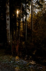 Midday Star (187458221)