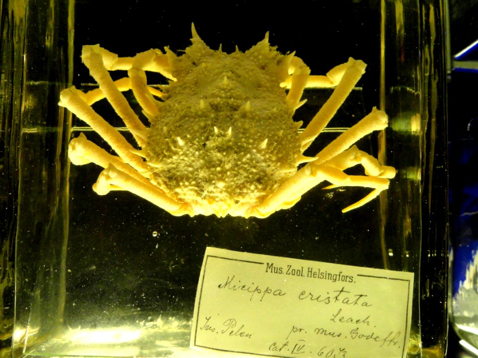 Micippa cristata - Finnish Museum of Natural History - DSC04684