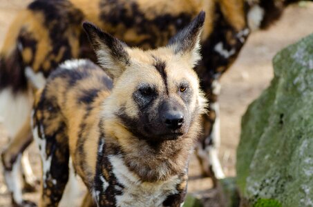 Dog wildlife brown dog