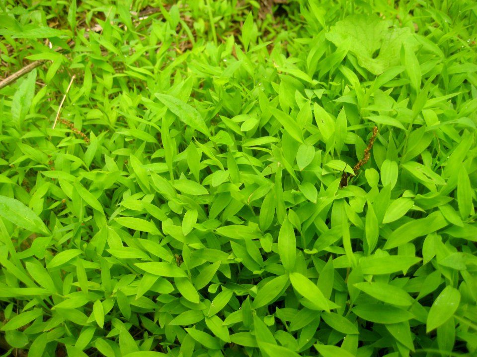 Microstegium vimineum