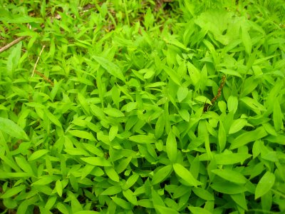 Microstegium vimineum