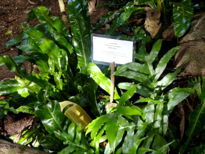 Microsorum punctatum - Guam Zoological, Botanical and Marine Garden - DSC01053
