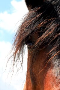 Horseback riding horses standard photo