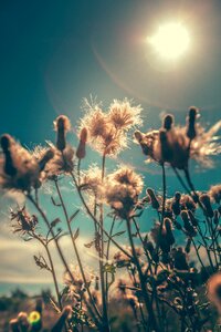 Flora flowers grass