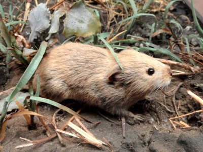 Microtus pennsylvanicus - Pacific Grove Museum of Natural History - DSC06654