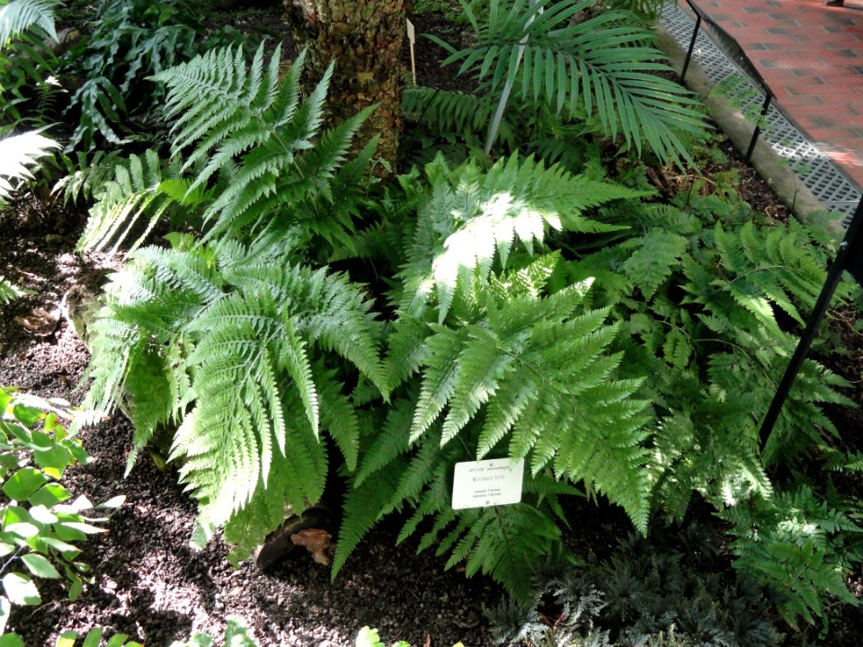 Microlepia hirta - Botanical Garden in Kaisaniemi, Helsinki - DSC03639