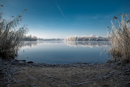 Nature trees wintry photo