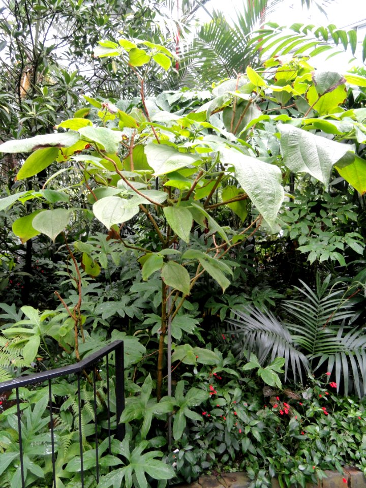 Miconia macrodon - Palmengarten Frankfurt - DSC01775