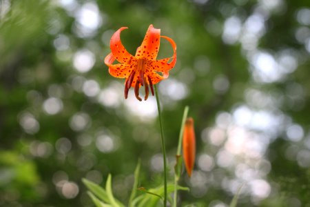 Michigan Lily