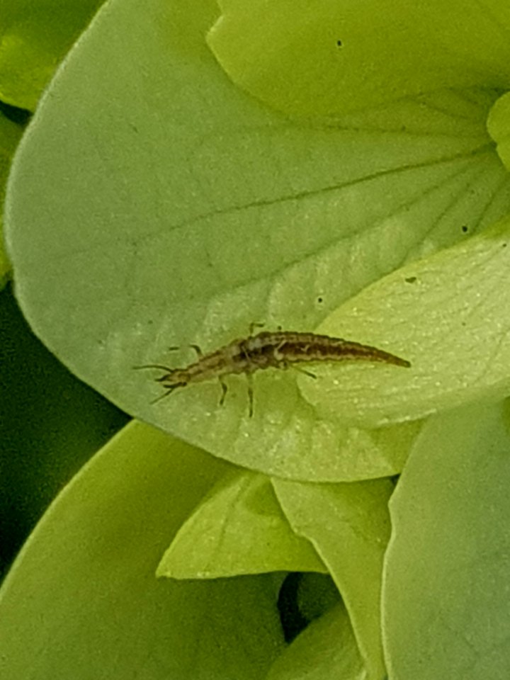 Micromus tasmaniae 58340418