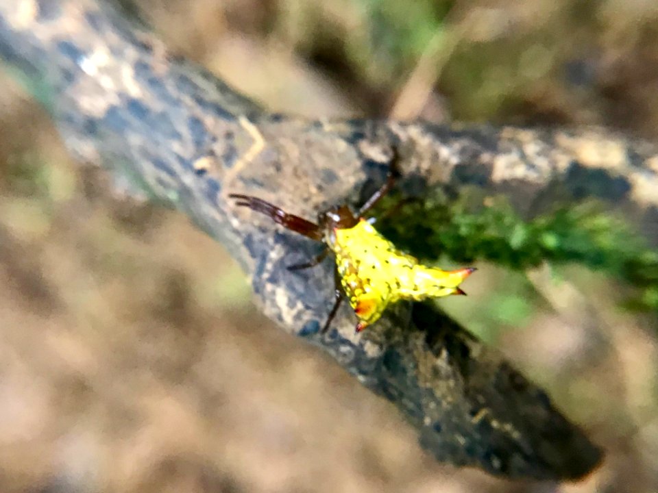 Micrathena lucasi 58505753
