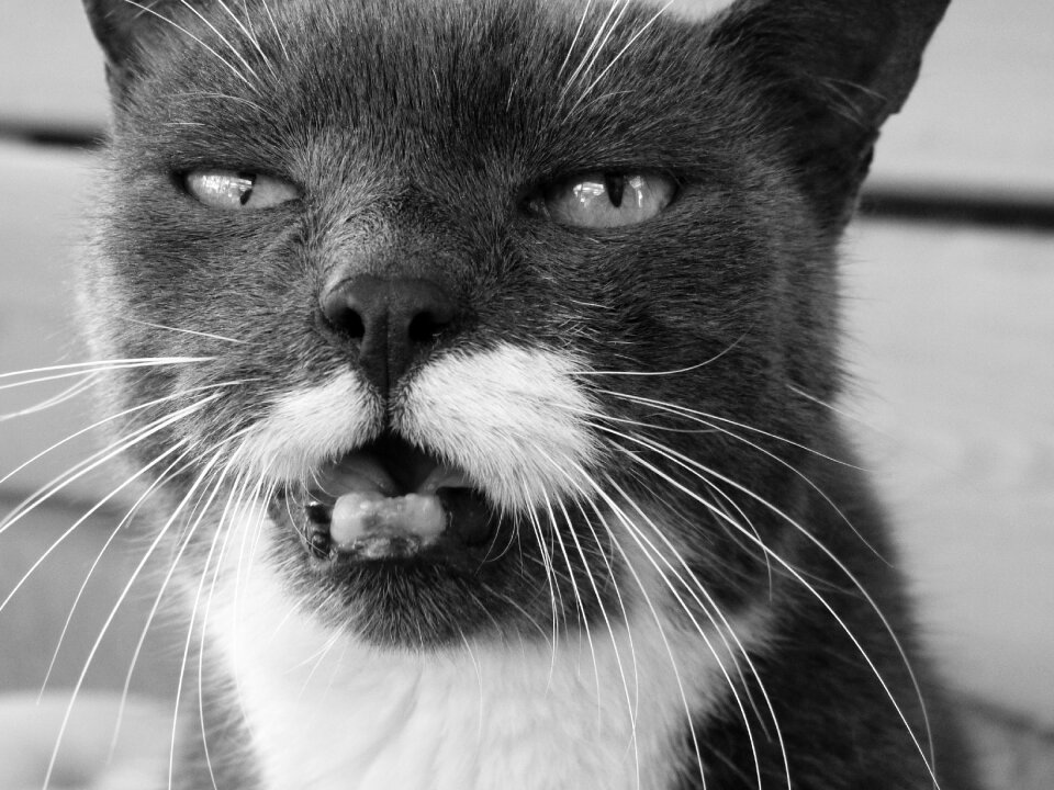 Cat black and white whiskers
