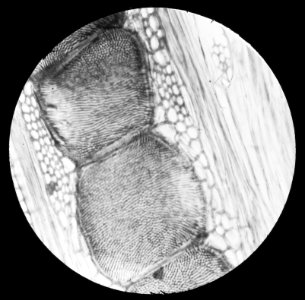 Micro-opname dwarsdoorsnede, Bestanddeelnr 195-0112