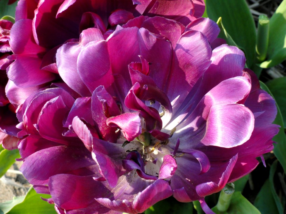 Mickey Double Purple, Tulpa, foto1