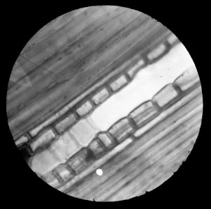 Micro-opname dwarsdoorsnede, Bestanddeelnr 195-0102