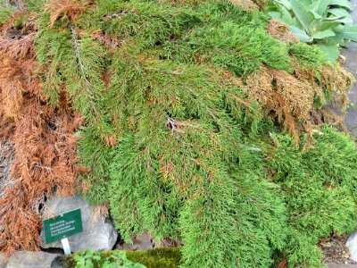 Microbiota decussata - Palmengarten Frankfurt - DSC01984