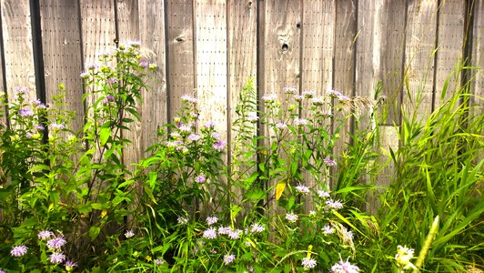 Landscape wild meadow
