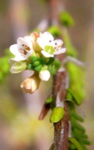 Micromyrtus minutiflora Mt Annan