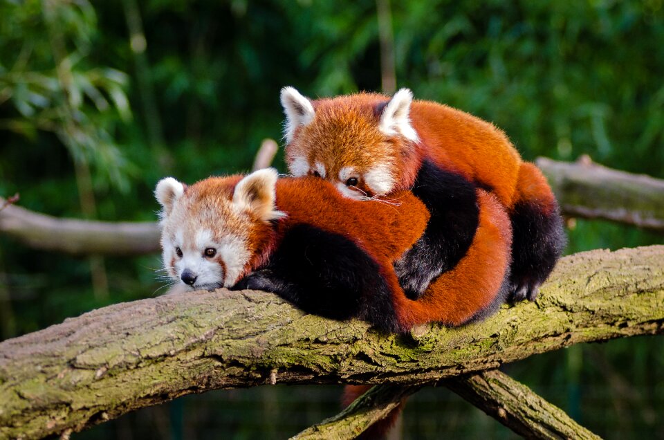 Cute environment fur