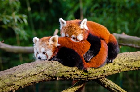 Cute environment fur