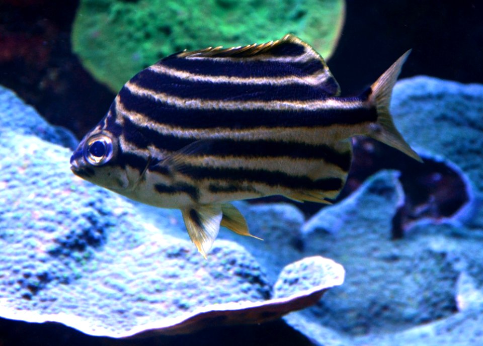 Microcanthus strigatus Aquarium tropical du Palais de la Porte Dorée 10 04 2016 1
