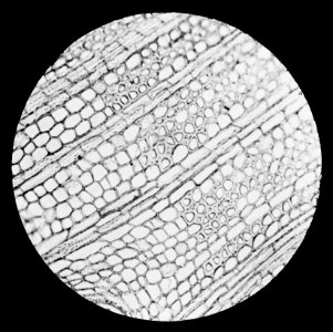 Micro-opname dwarsdoorsnede, Bestanddeelnr 195-0096