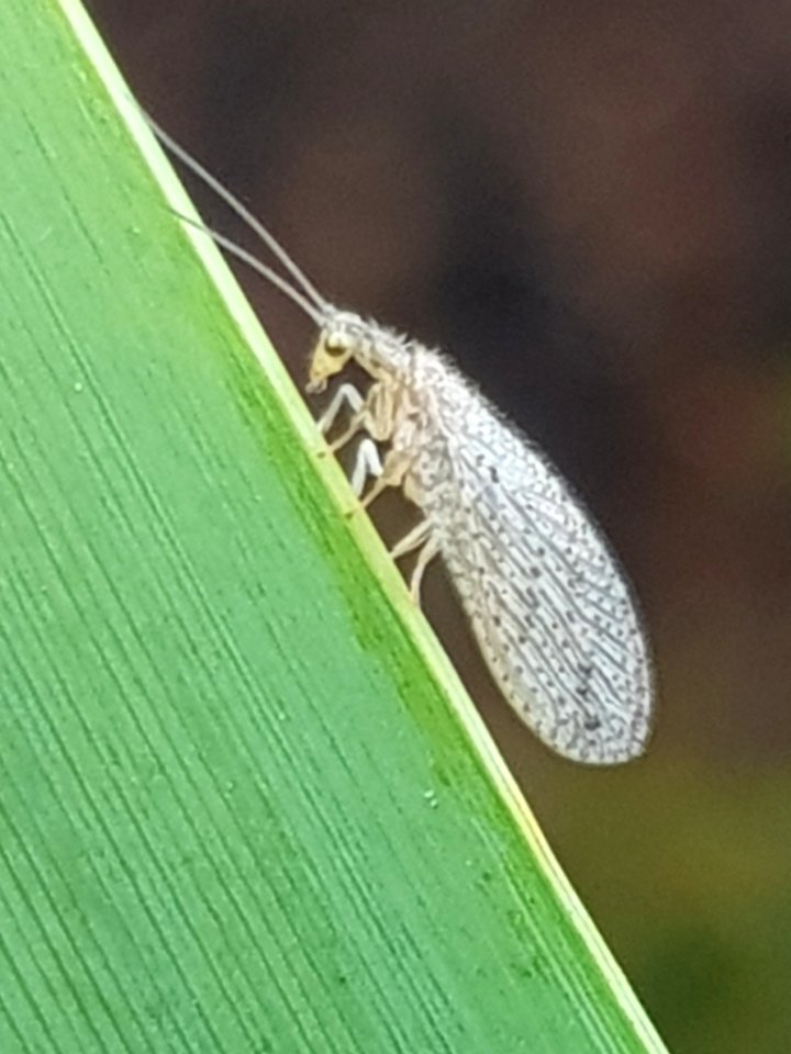 Micromus tasmaniae 12325001